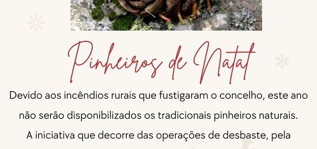 pinheiros_de_natal_2024