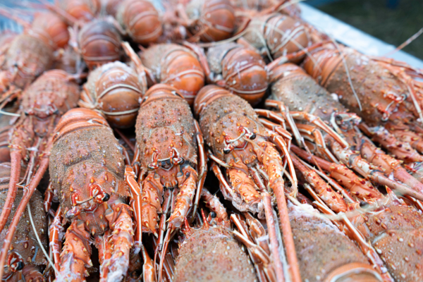 festival_do_mariscosdwada__3_