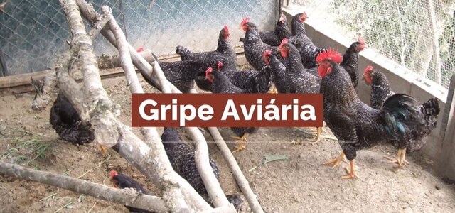 gripe_aviaria_1_1024_2500