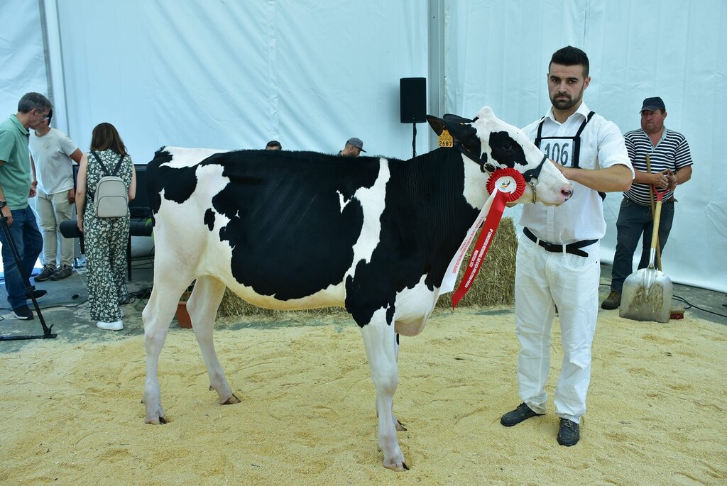 Holstein_011