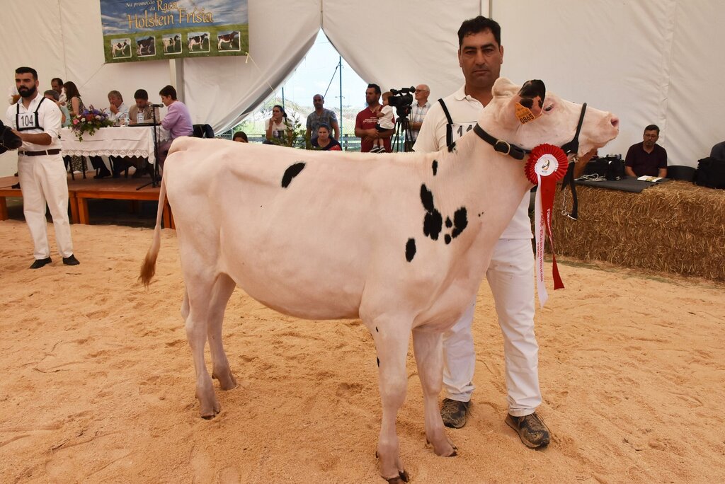 Holstein_012