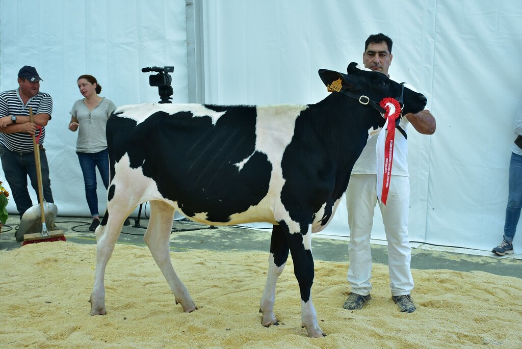 Holstein_021