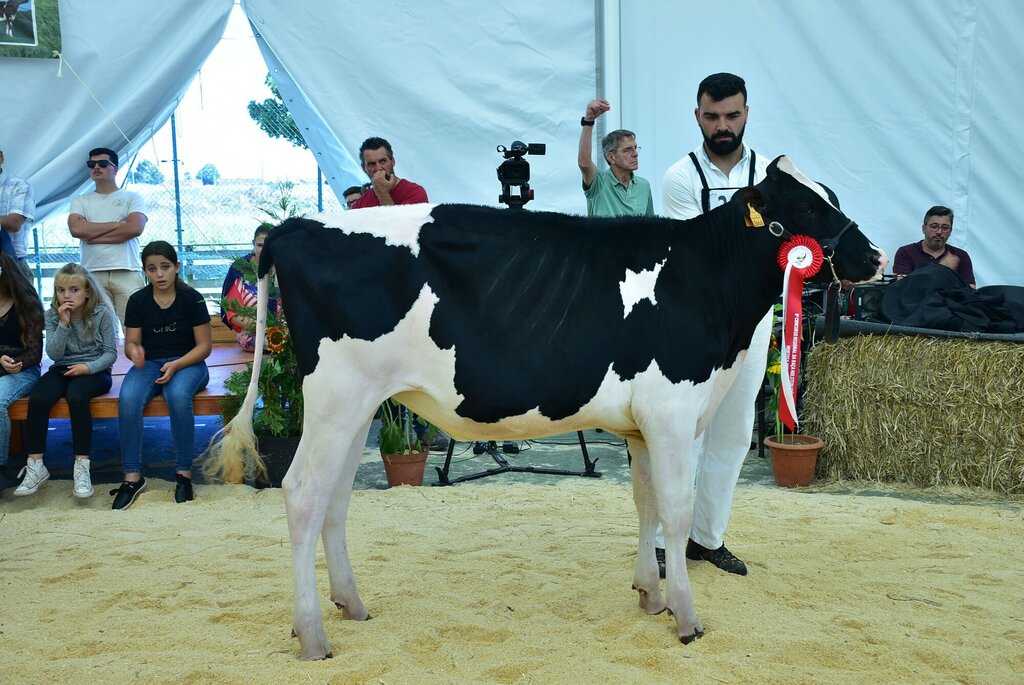 Holstein_022