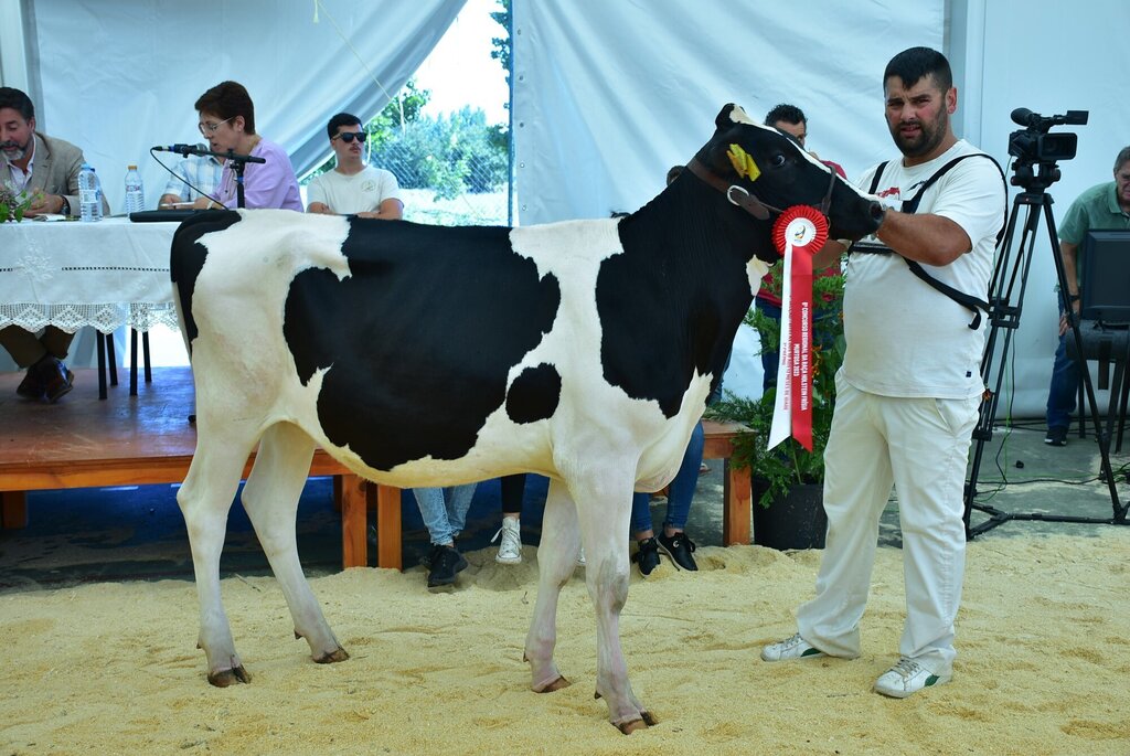 Holstein_023