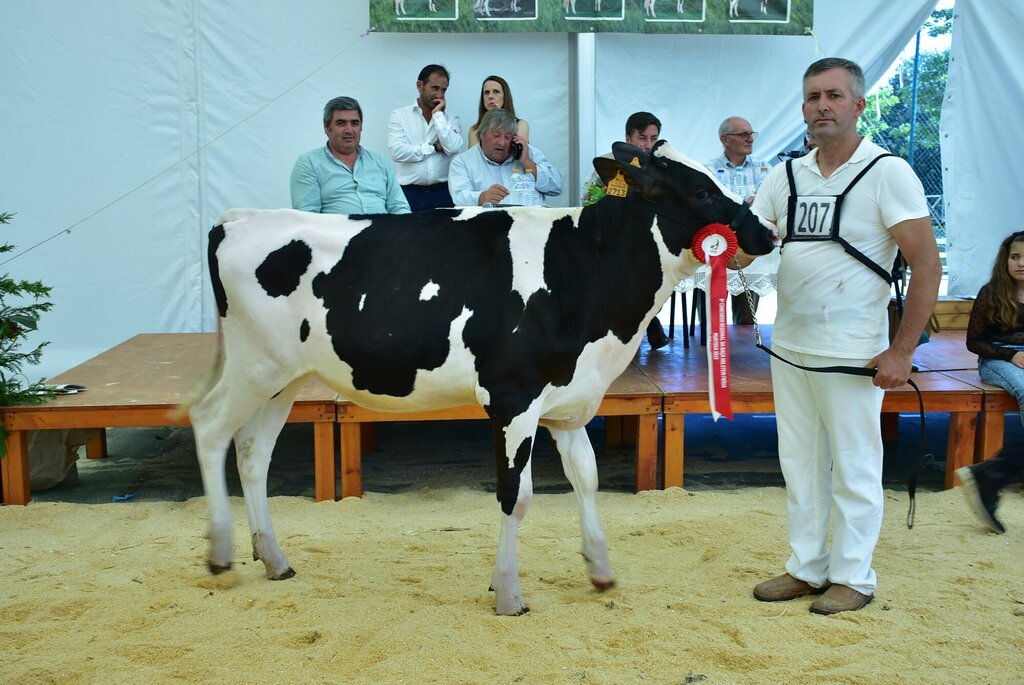 Holstein_024