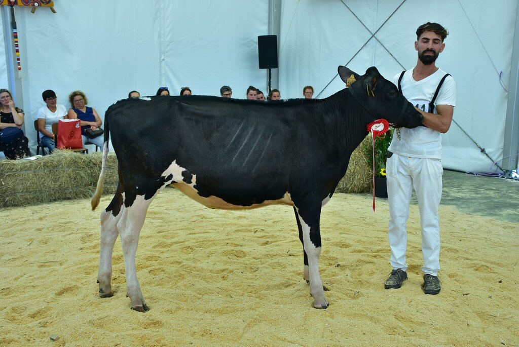 Holstein_025