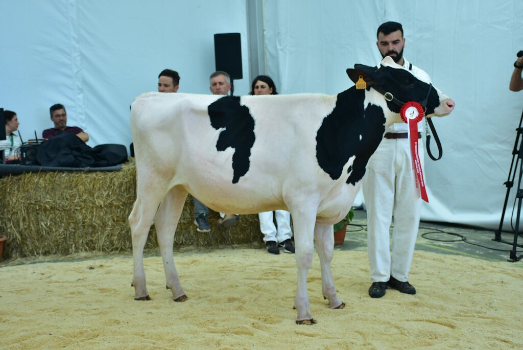 Holstein_031
