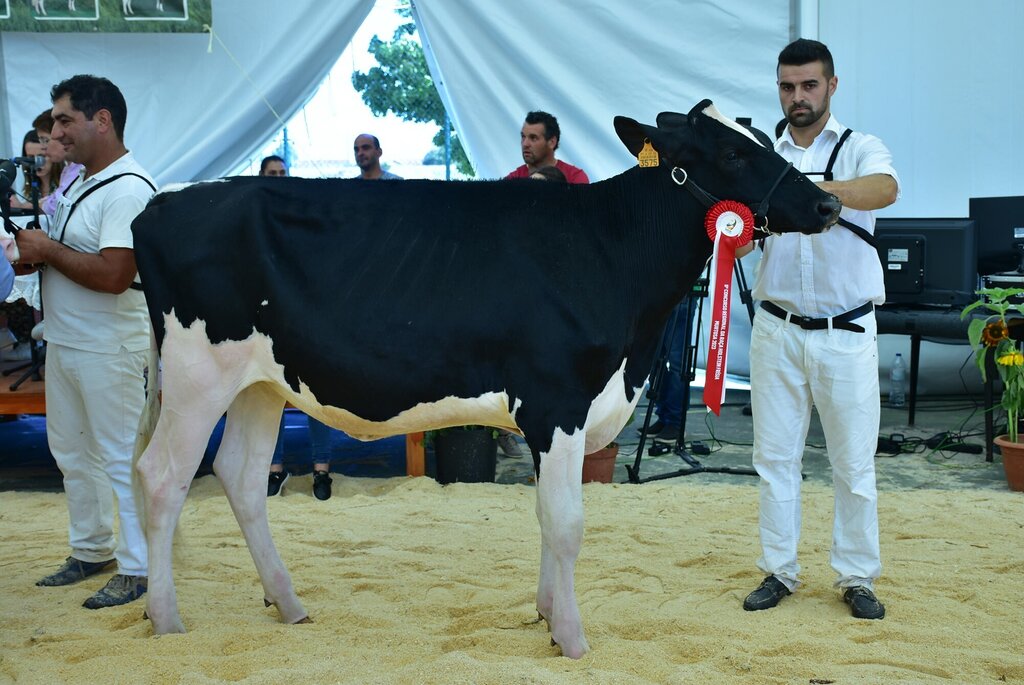 Holstein_032