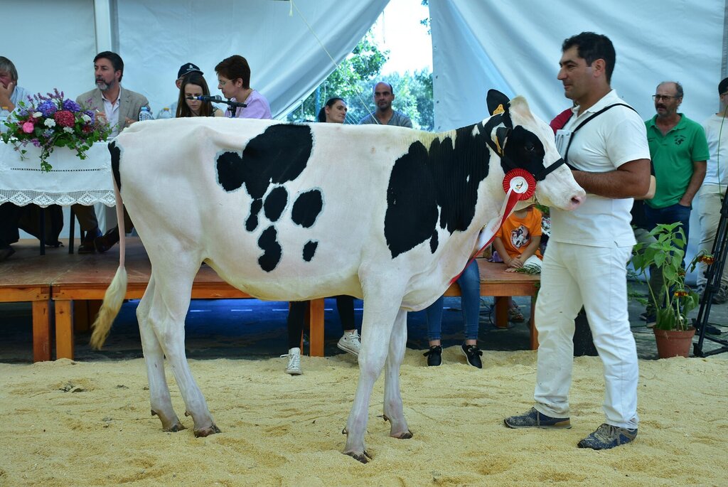 Holstein_033