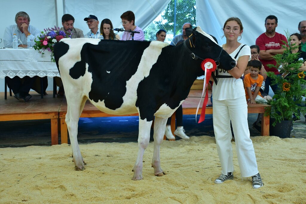 Holstein_034
