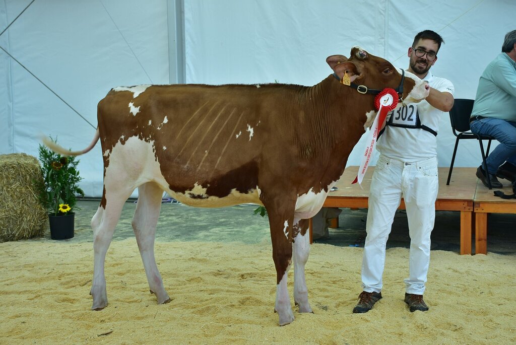 Holstein_035