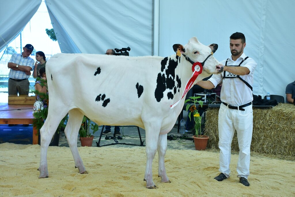 Holstein_051