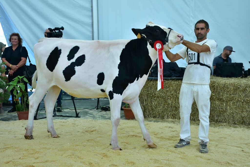 Holstein_052