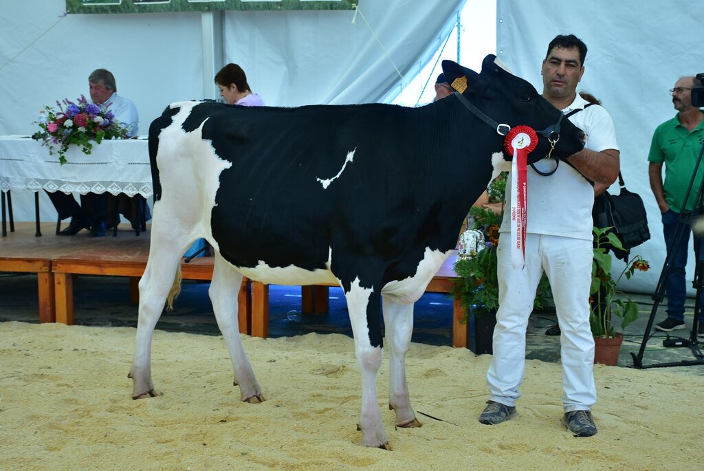 Holstein_053