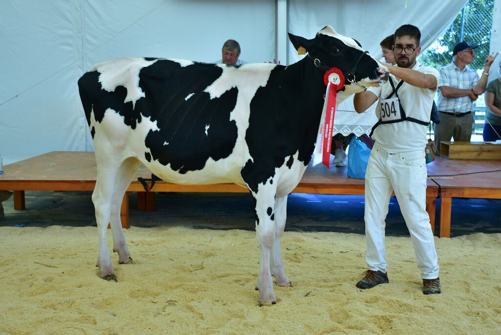 Holstein_054