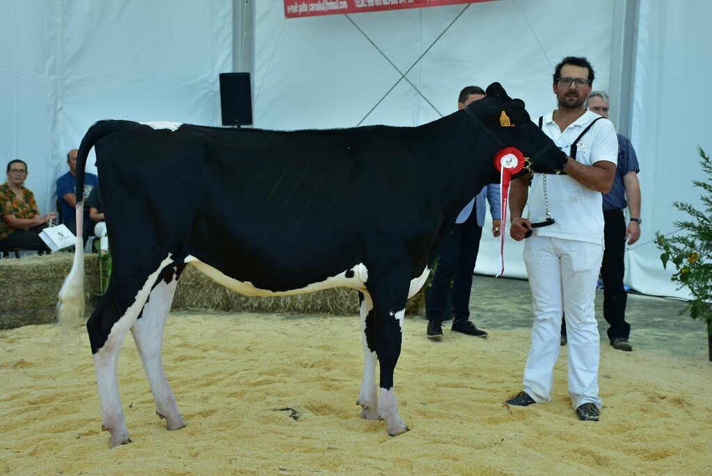 Holstein_055