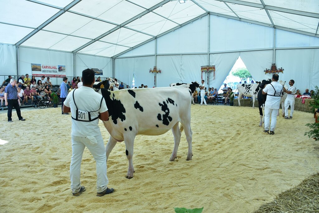 Holstein_060