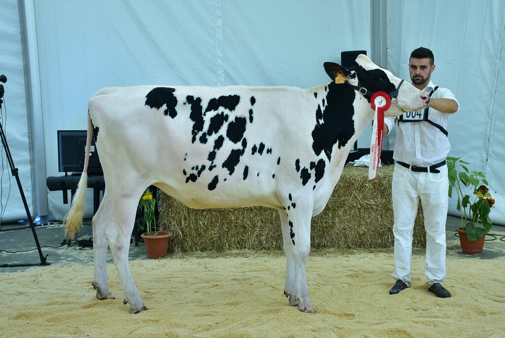 Holstein_061