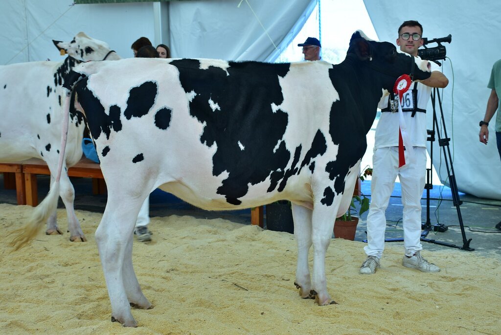 Holstein_062