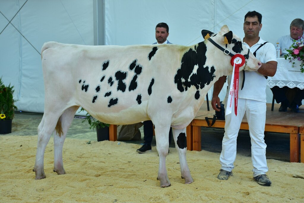 Holstein_064