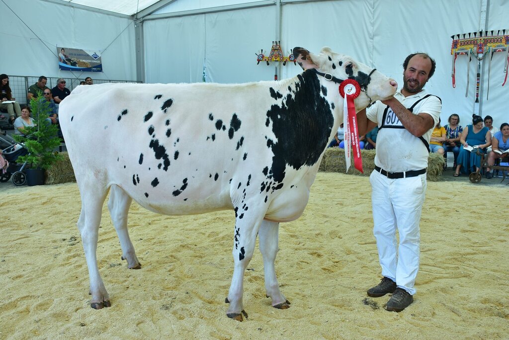 Holstein_065