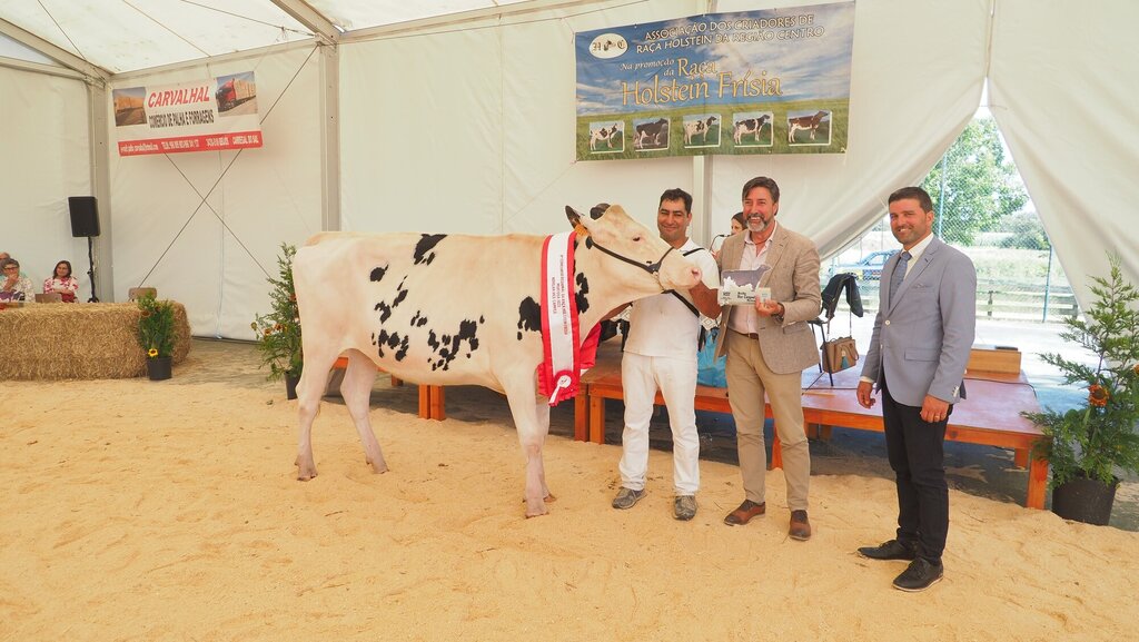 Holstein_081