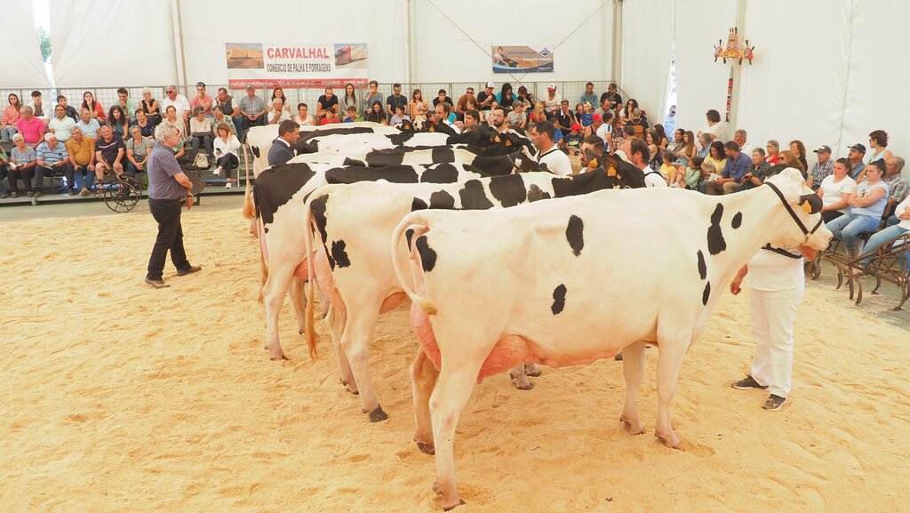 Holstein_150