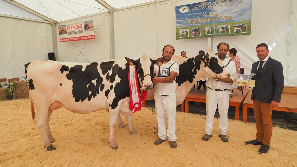 Holstein_180