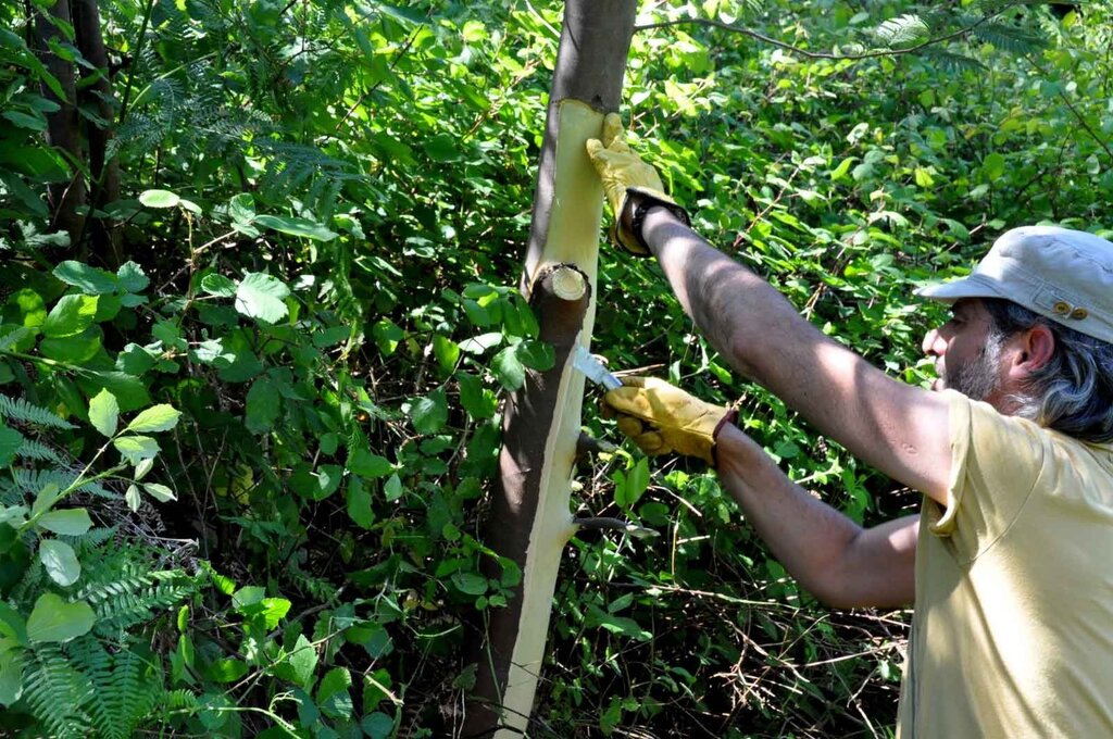 Quercus promove ação de controlo de espécies invasoras em Águeda