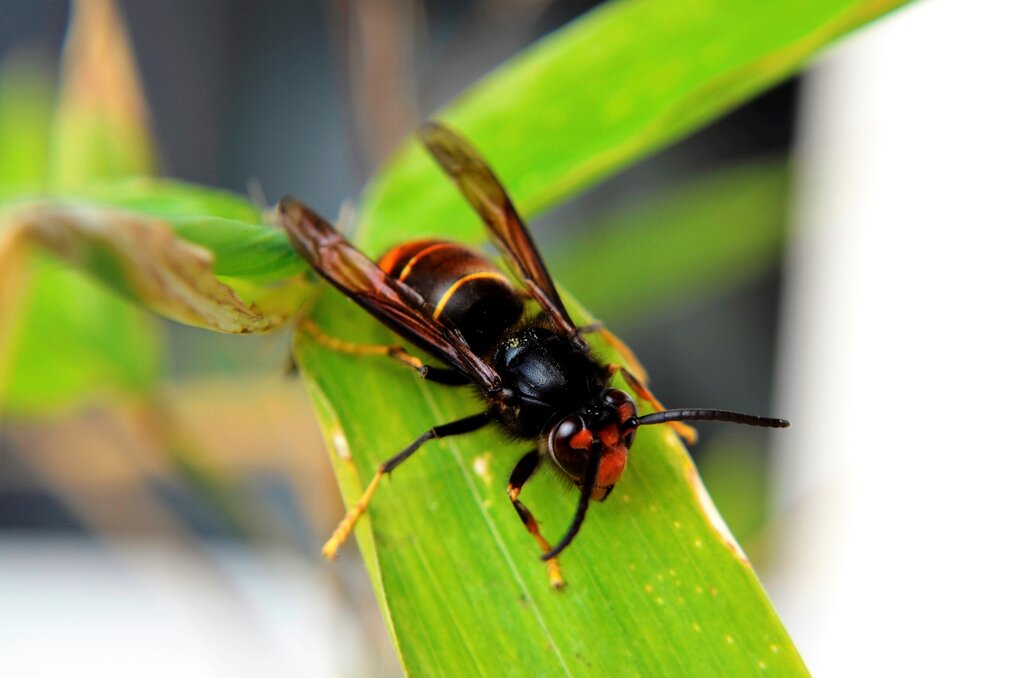 Eliminados mais de 700 ninhos de vespa asiática nos últimos dois anos 