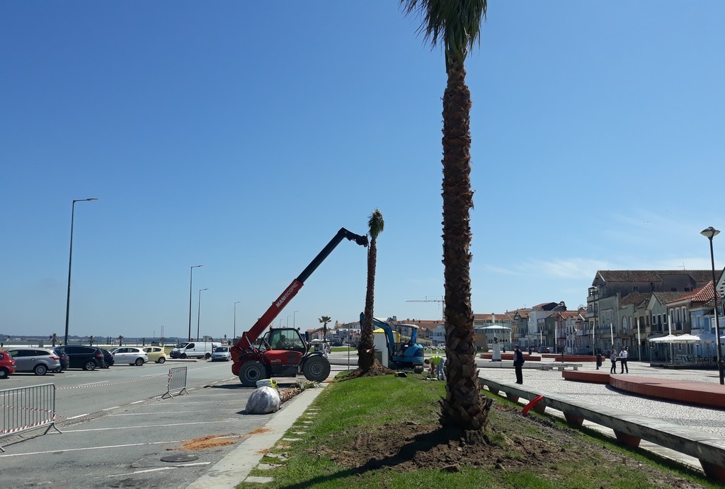 Câmara Municipal renova arborização na Costa Nova e no Jardim Oudinot na Gafanha da Nazaré