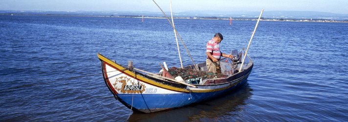 Colóquio divulga resultados do projeto «Enguias na Ria de Aveiro, um ex-libris a preservar»